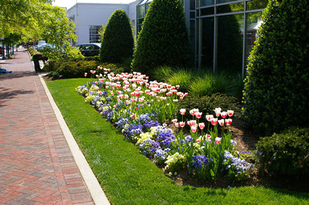 Landscaping along Bethesda Avenue's southern side.