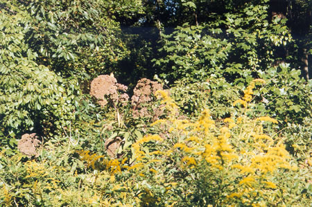 A yellow bird is hidden in these wildflowers just prior to Wiehle Ave.