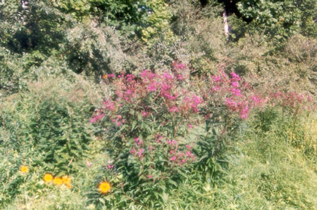 These wildflowers were found blooming in August at the start of the natural path.