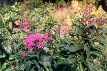 Close up of asters at Bright Pond.