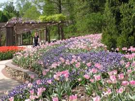 Tulips and pansies