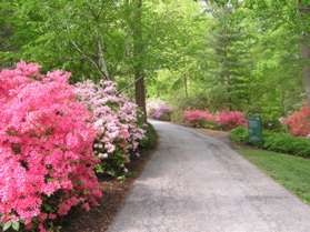 Azaleas line many of the pathways.