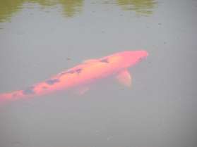 These fish are for display and are easy to find near the Japanese Tea House.