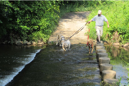 This is how you cross the stream.