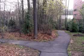 After a short distance a trail branches to the left.  Continue straight down the hill on the present trail.