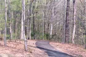 After entering the woods the trail goes down the hill.