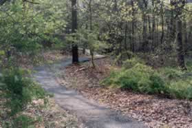 The trail ends at an intersecting trail. Take the intersecting trail to the left.