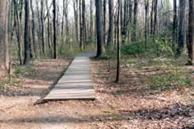 The trail uses a wooded walkway in this section.