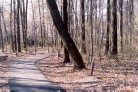 After a short distance the path turns left and continues through the woods.