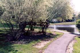 Keep to the right to continue along the pond at the next trail intersection.