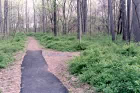 Walk a short distance to the end of the paved portion of the trail and turn right onto a gravel path.