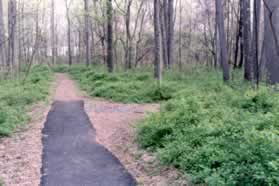 Walk a short distance to the end of the paved portion of the trail and turn right onto a gravel path.