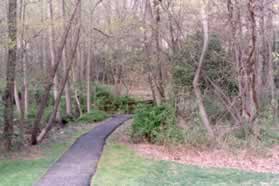 The trail goes back into the woods and across the wet area.