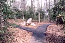 After a short distance turn left at the next trail intersection.