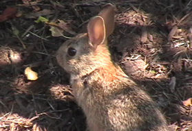 This rabbit was seen next to the entrance to the shopping center. Take the trail along the access road to return to the starting point of the walk.