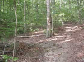A dirt trail intersects from the left.  Turn left to follow that trail.