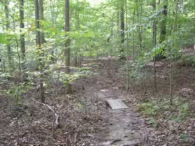 The trail crosses another small stream on a wooden board.