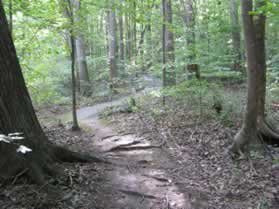 The trail surface changes from dirt to asphalt.