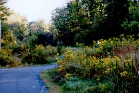 After crossing under Wiehle Ave. the path curves slightly to the right and then to the left.