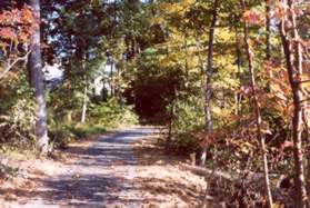 The path turns left and enters a wooded area.