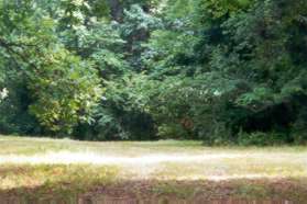 After passing the tree the tire tracks head towards the right hand side of the clearing.