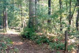 The detour to Lake Fairfax meets the regular path on the far side of the clearing.  Turn left at the post and follow the trail.  Do not take the dirt road down the hill.