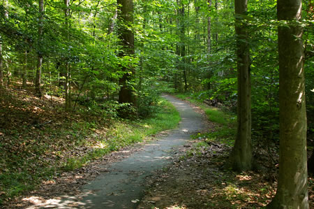 The trail continues to follow the creek on the right.