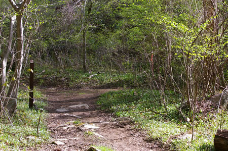 The CCT comes to a multiple trail junction. The trail is marked to turn left away from the creek although the trail along the creek offers an alternate route that is not marked.