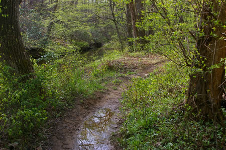 The trail is muddy but passable.