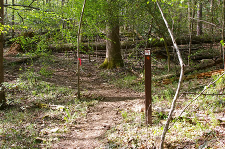 Turn left at the intersecting trail and proceed down the hill toward the creek.