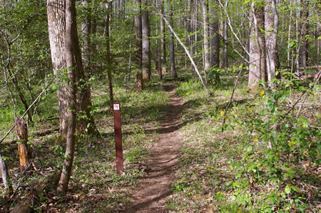 Turn right to follow the marked trail away from the creek.