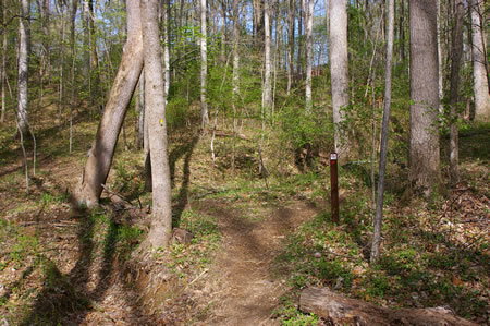 Take the trail to the right at the next junction following the arrow on the sign. The trail to the left may not be very obvious.