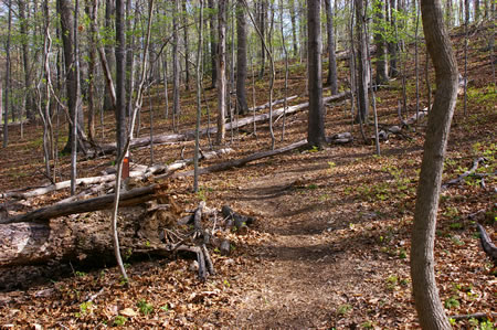 The trail climbs a hill.