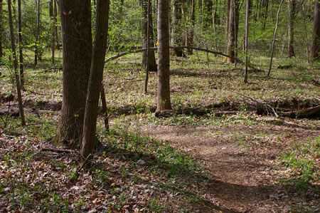 The trail turns left with a trail intersecting from the right. The trail from the right may not be very obvious.