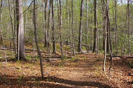 The trail goes down a hill.