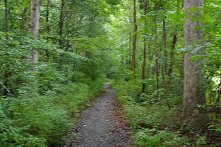 The trail surface changes to gravel and the trail narrows as it passes through a short wooded section.