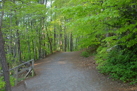 After crossing the bridge the trail enters the woods.