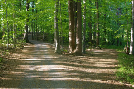 A trail intersects from the right.  Keep on the present trail to the left as it climbs the hill.