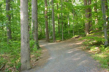 The trail continues through the woods with the lake on the left and homes on the right.
