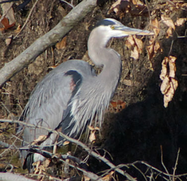 Great Blue Heron