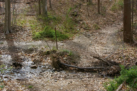 The trail crosses a small stream and continues to the right.
