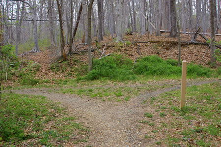 Turn left at the next trail intersection to pass under a telephone cable.