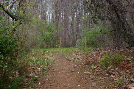 Turn to the left at the intersecting trail to follow the telephone cable.