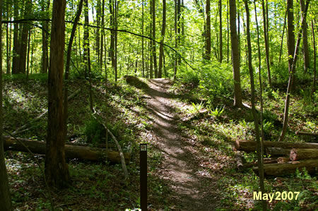 The trail climbs a short hill.. These are the remains of an old road.