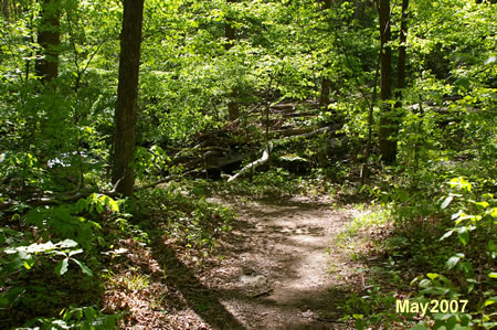 The trail reaches Little Difficult Run.  Turn left to follow the trail along that stream.