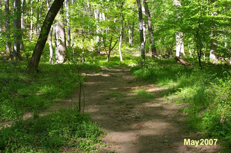 After crossing the stream turn left to follow the trail along the stream.