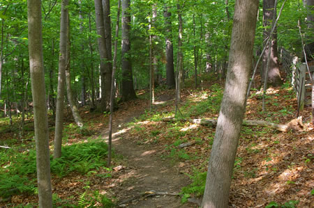 The trail goes down a slight grade as it passes through the woods.