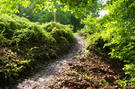 The trail climbs a short steep hill to reach Miller Heights Road.