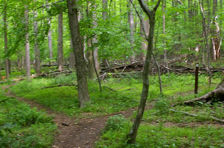 The trail splits. Take the trail to the right. There are markers here.