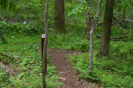 A trail intersects from the right. Continue straight on the present trail.